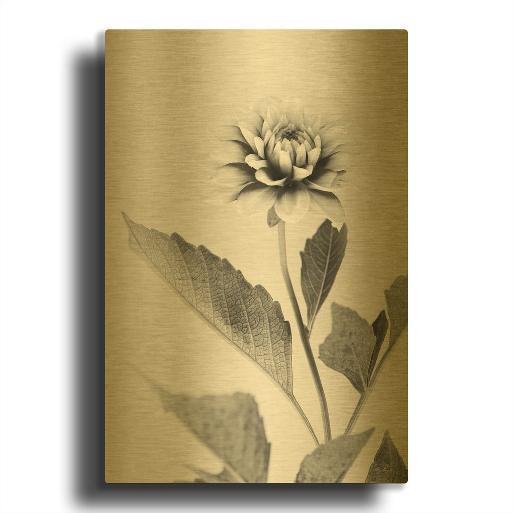 'White Dahlia II' By Lori Deiter Gold Metal Wall Art