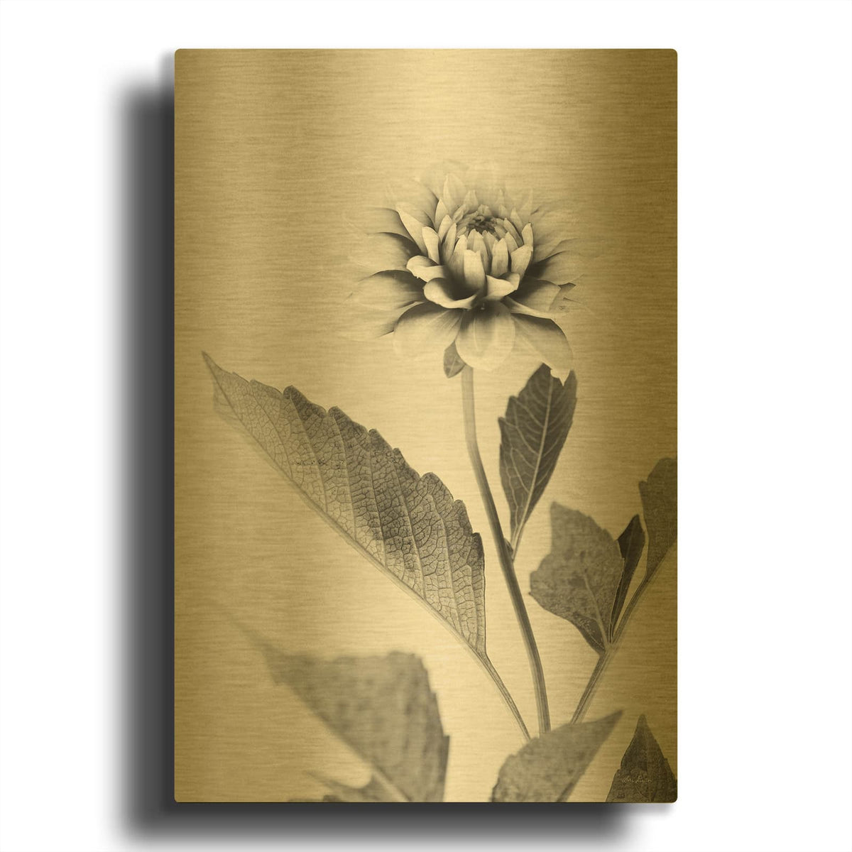 'White Dahlia II' By Lori Deiter Gold Metal Wall Art