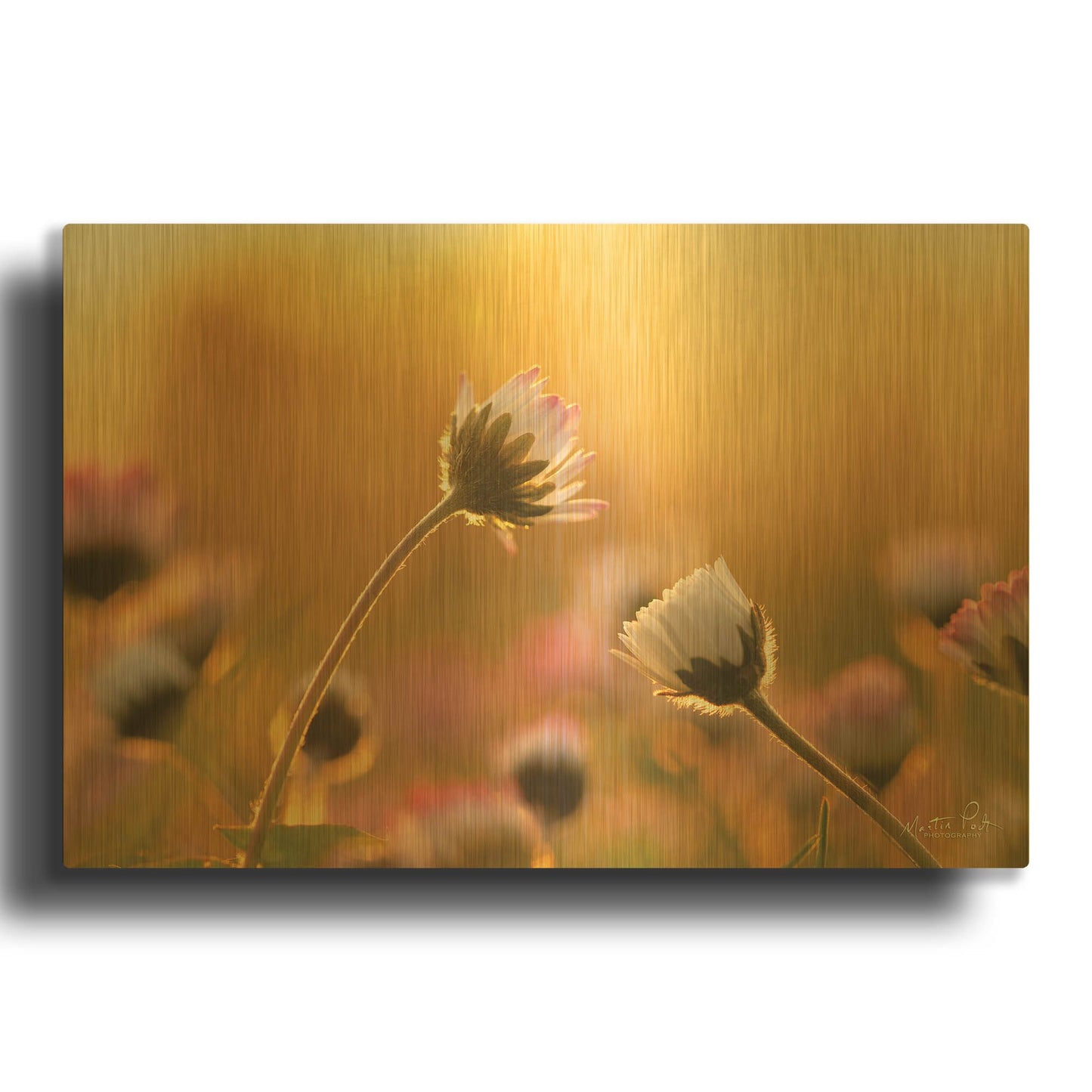'Daisies' By Martin Podt Gold Metal Wall Art