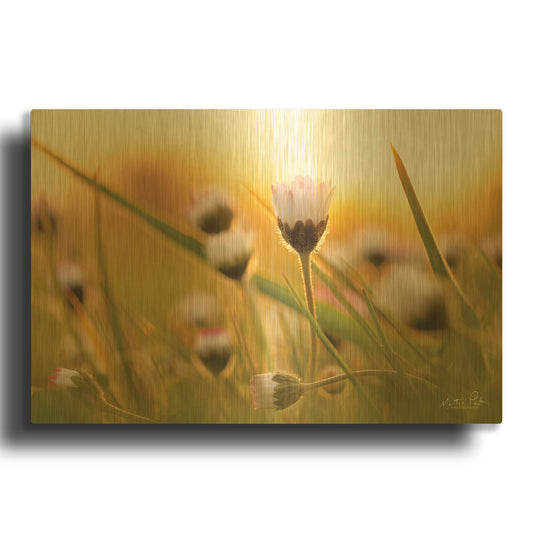 'Daisy at Sunset' By Martin Podt Gold Metal Wall Art