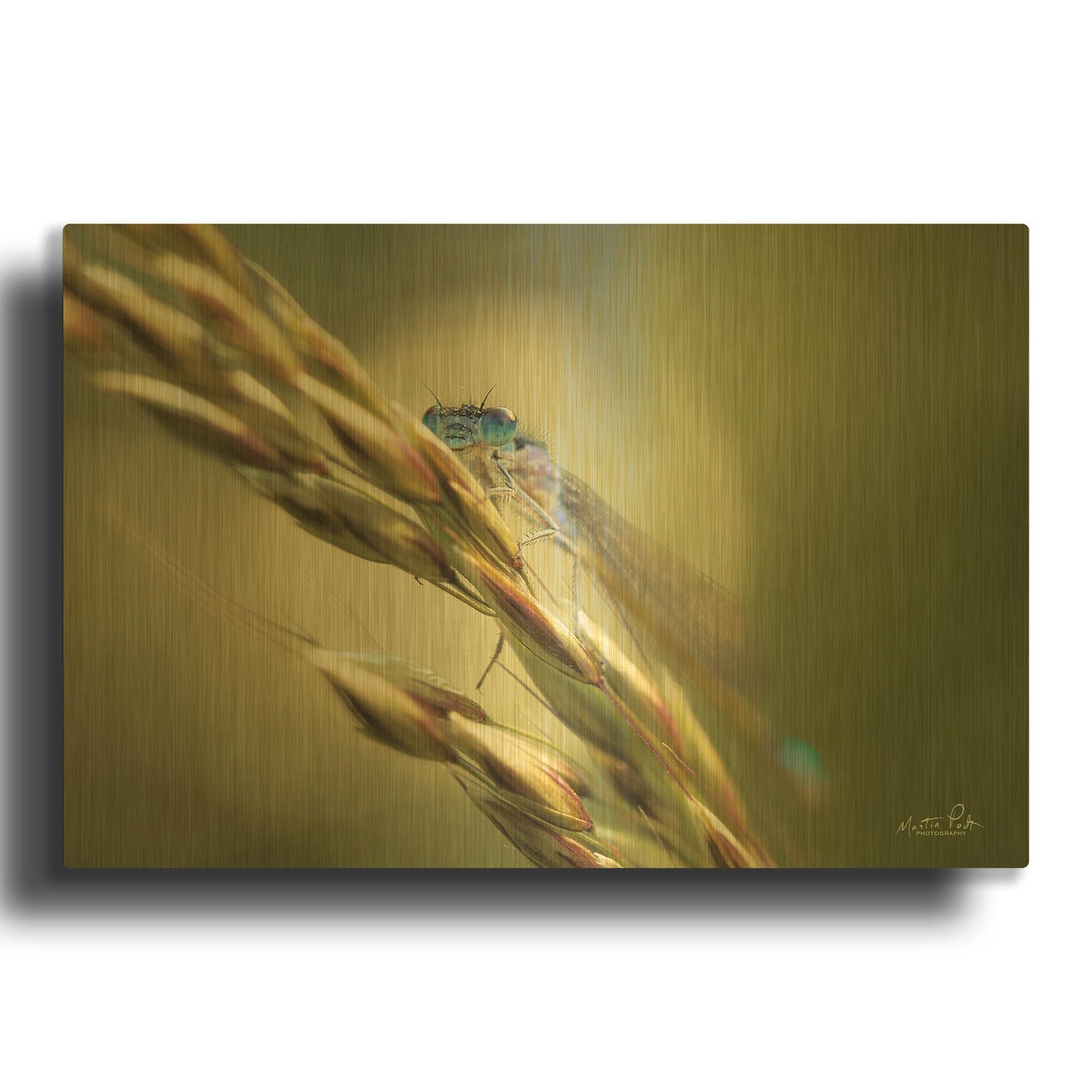 'Damselfly' By Martin Podt Gold Metal Wall Art