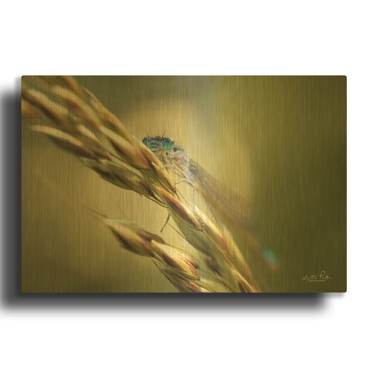 'Damselfly' By Martin Podt Gold Metal Wall Art