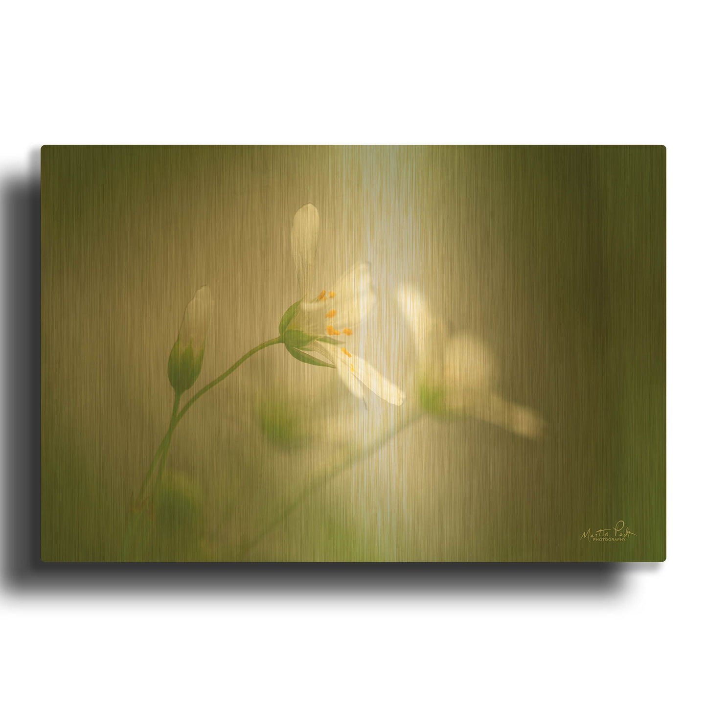 'Stellaria' By Martin Podt Gold Metal Wall Art