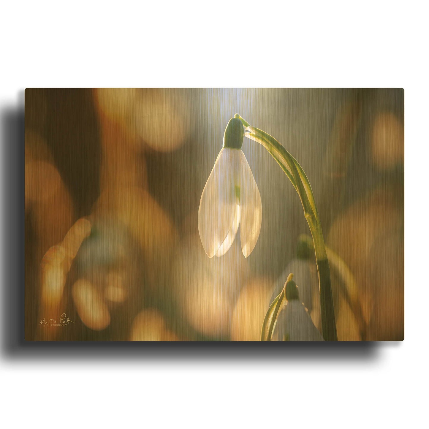 'Shining Beauty' By Martin Podt Gold Metal Wall Art