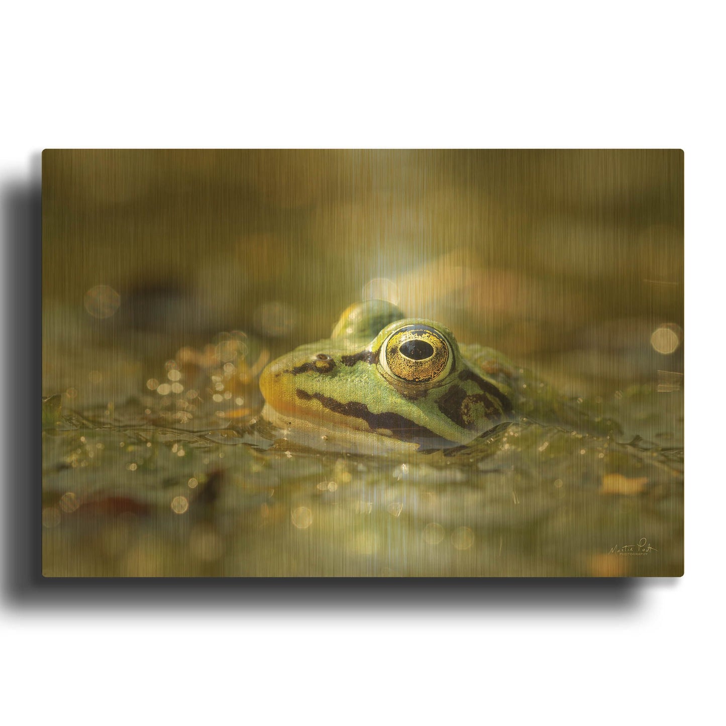 'Frog' By Martin Podt Gold Metal Wall Art
