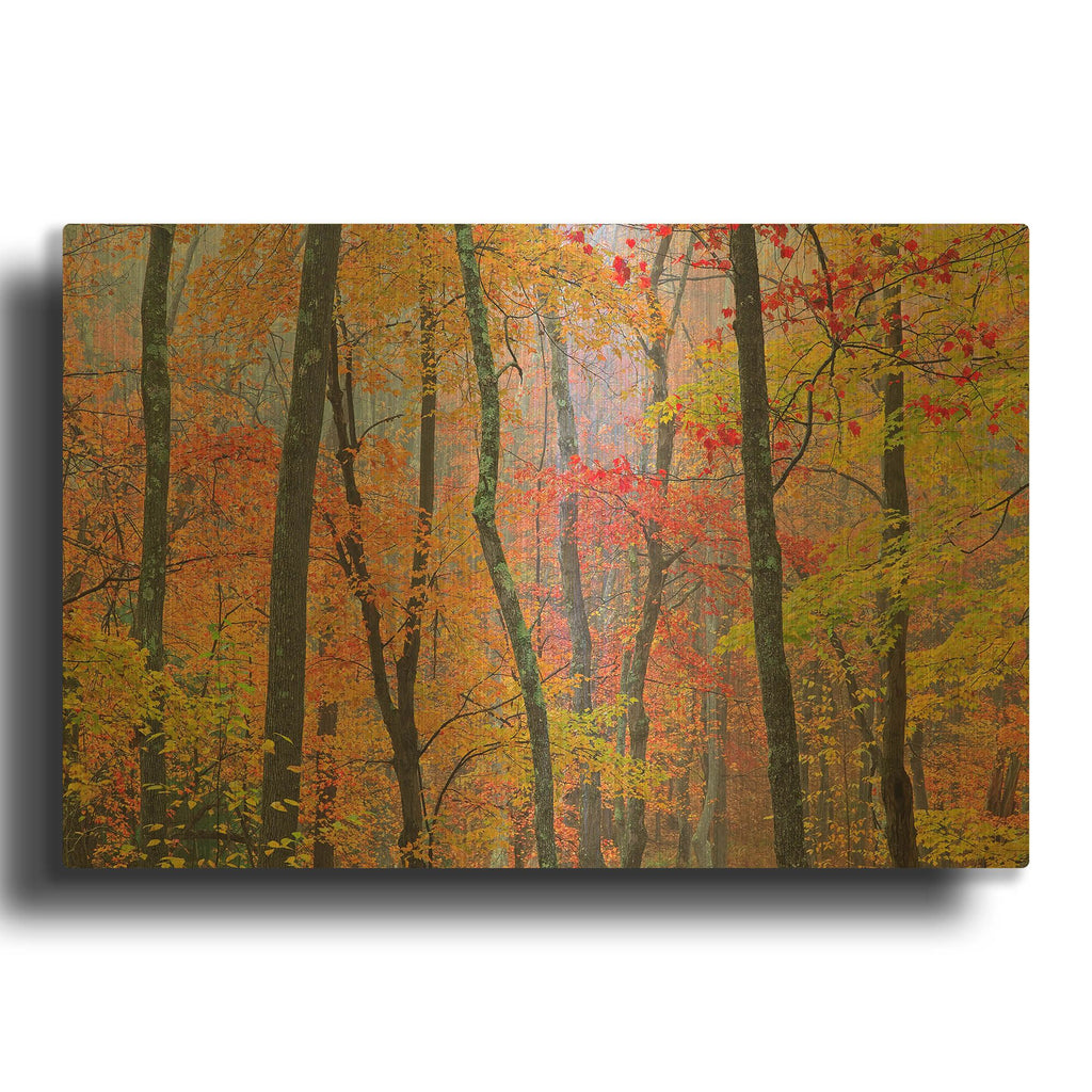 'Autumn Colors' By Patrick Zephyr Gold Metal Wall Art
