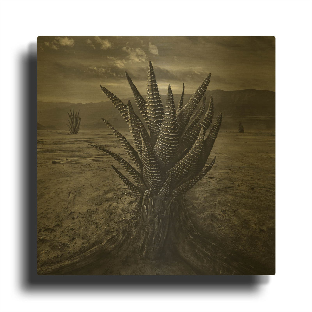 'Cactus' By Dariusz Klimczak Gold Metal Wall Art