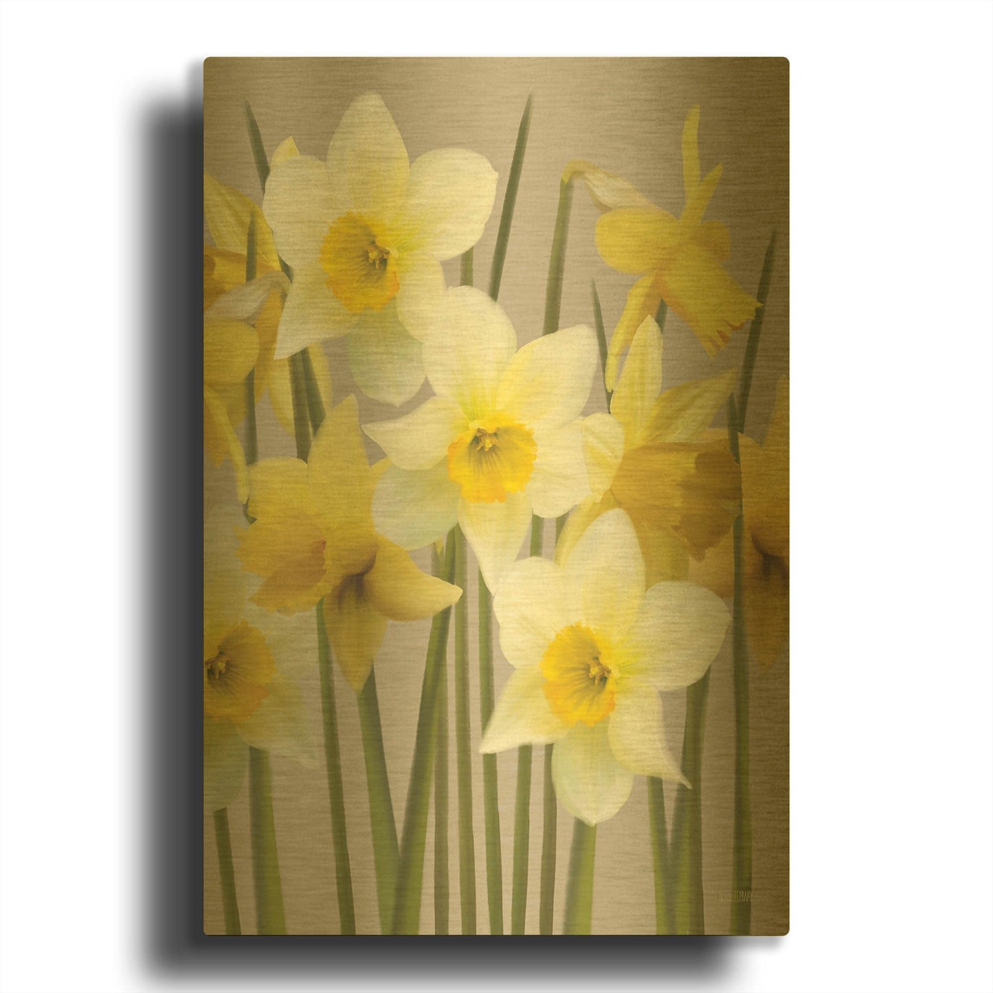 'Spring Daffodils' By House Fenway Gold Metal Wall Art
